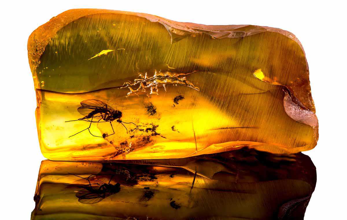 Genuine outlet amber test
