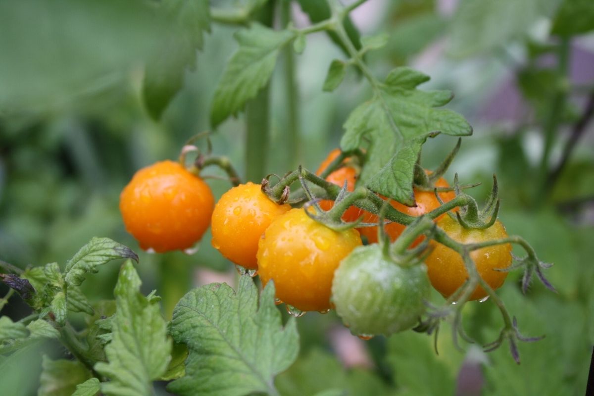 growing tomatos