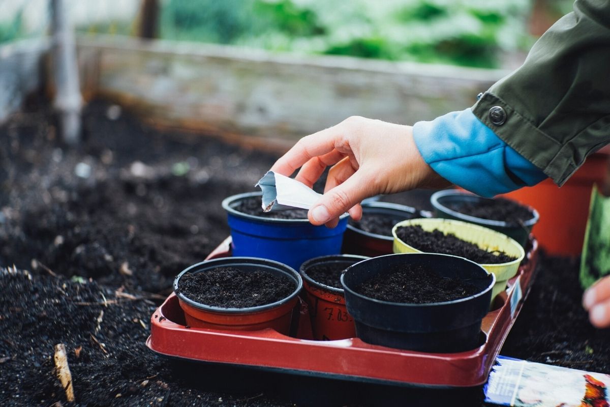 Veggies for Growing in Pots