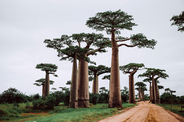 baobao tree of life