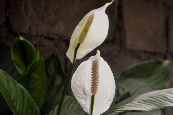 feng shui plant - peace lily