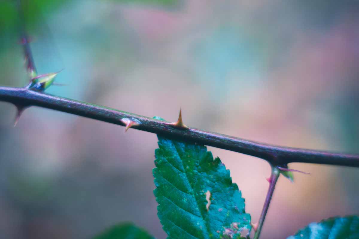 How to Remove Thorns from a Rose Safely?