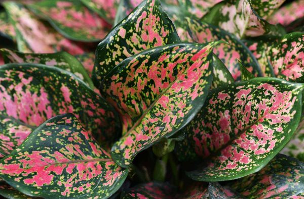 best-feng-shui-plants-Aglaonema