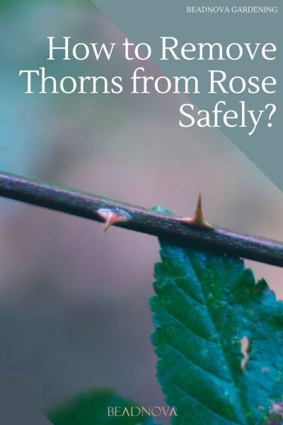 de-thorning rose