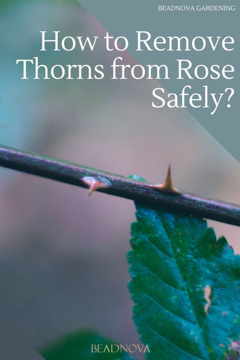 How to Remove Thorns from a Rose Safely? Beadnova