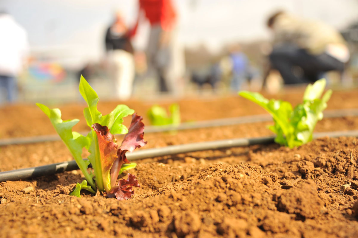 How-to-Install-Drip-Irrigation-System-for-Garden-Yourself