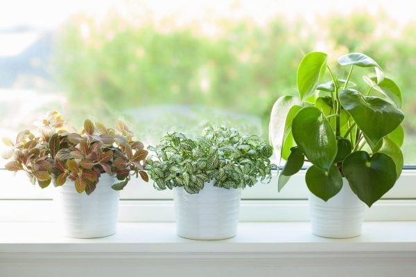 air purified indoor plants