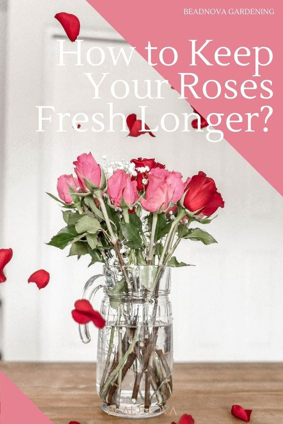 how-to-keep-your-cut-roses-alive-longer