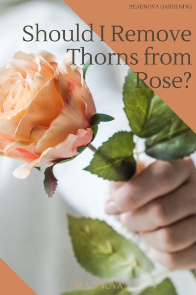 Should I Remove Thorns from Rose?