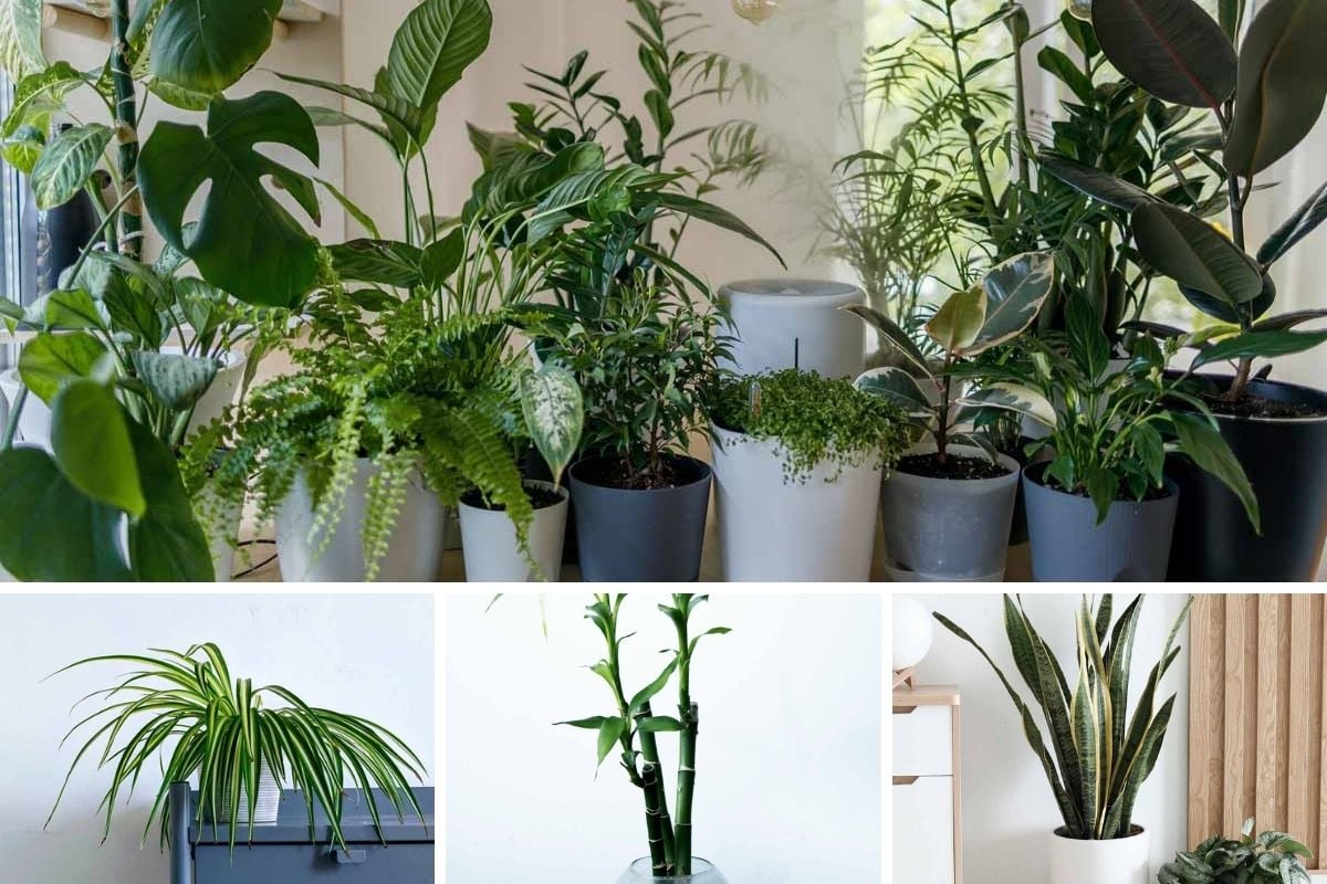 best-10-fortune-feng-shui-plants-at-home