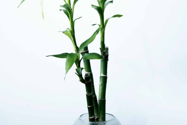 best feng shui plants- lucky bamboo 